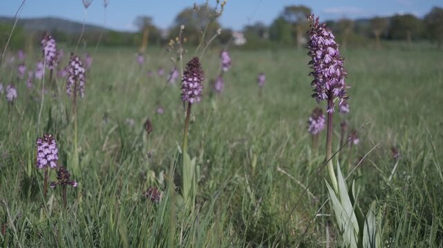 Static shot of Orchis purpurea wild orchids blooming in a spring meadow