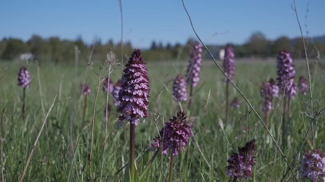 Static shot of Orchis purpurea wild orchids blooming in a spring meadow