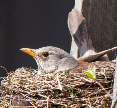 Thrush on nest