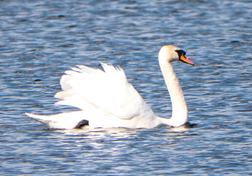 White swan