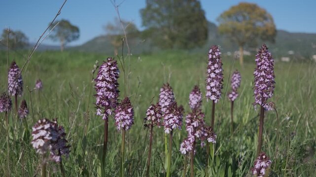 Static shot of Orchis purpurea wild orchids blooming in a spring meadow