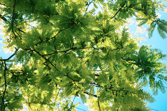 Sunlit green tree canopy viewed from below, fresh summer foliage and branching leaves against a bright blue sky