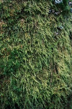Dense green moss growing on tree bark, lush woodland texture symbolizing moisture, ecology, and natural forest growth