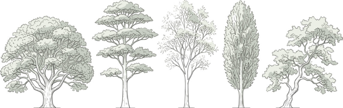 A variety of detailed illustrations depicting five distinct trees in a monochromatic, sketch-like style