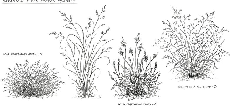 Botanical illustrations depicting various types of grass species and their forms for ecological study
