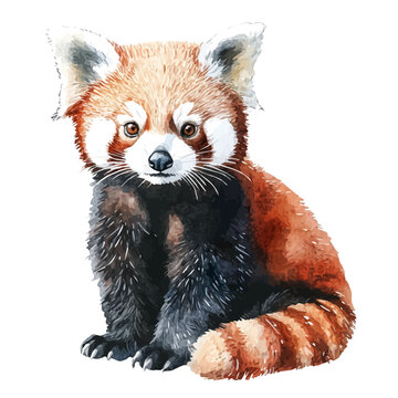 Red Panda, watercolor vector clipart, isolated on a white background.