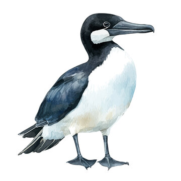 Razorbill, watercolor vector clipart, isolated on a white background.
