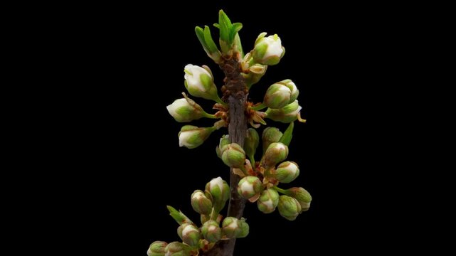 Time Lapse of flowering plum on black background. Spring timelapse of cherry flowers