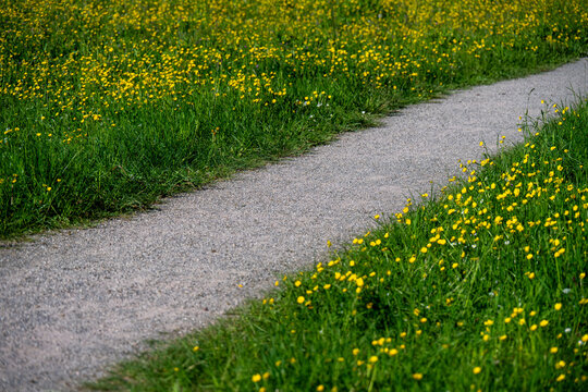 Ein schmaler Fu&szlig;weg f&uuml;hrt durch eine satt gr&uuml;ne Wiese