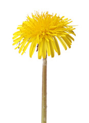 Obraz premium One beautiful dandelion flower isolated on white