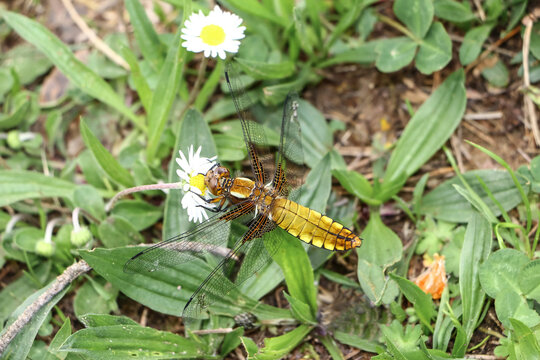 Libelle weiblicher Plattbauch im Gras, Libellula depressa, Platetrum depressum