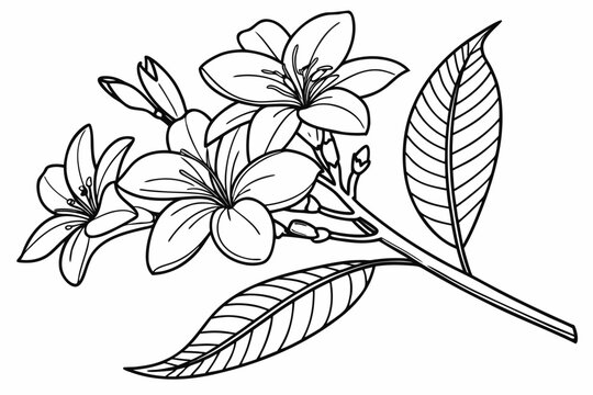 coloring page line art the jasmine flower black vector