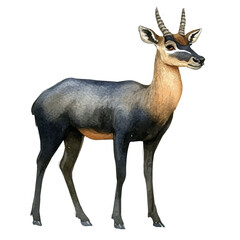 Obraz premium Nilgai, watercolor drawing vector , isolated on a white background.