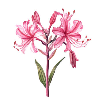 Nerine Flower, watercolor vector , isolated on a white background.