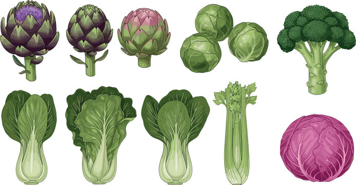 Fresh Vegetables Set Featuring Artichokes, Broccoli, Celery, Lettuce, and Cabbage for Healthy Eating, Nutrition, and Organic Food Designs