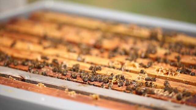 Honey bees start working with the arrival of spring.