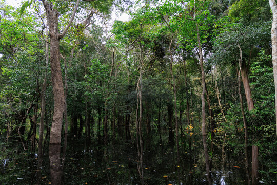 Igap&oacute;s en Anavilhanas, selva inundada