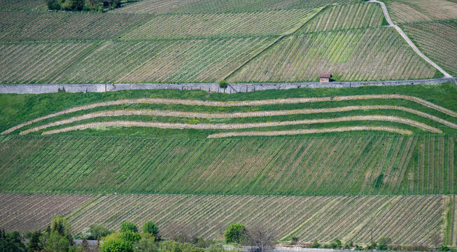 Kultivierter Weinberg im Fr&uuml;hling