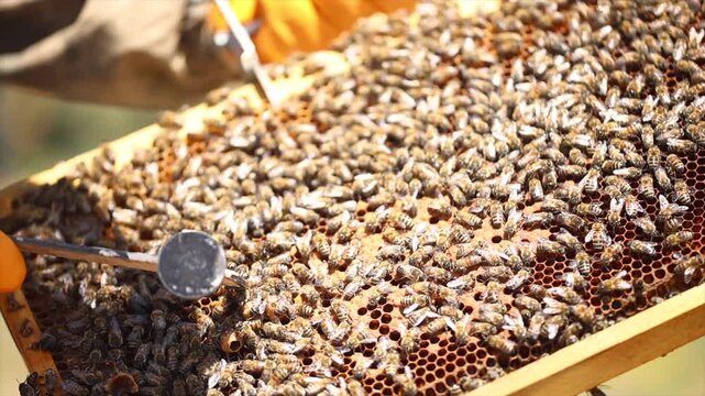 Honey bees start working with the arrival of spring.