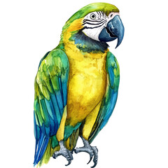 Macaw, watercolor vector clipart, isolated on a white background. © zentrix