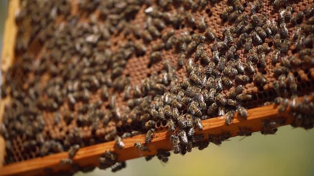 Honey bees start working with the arrival of spring.