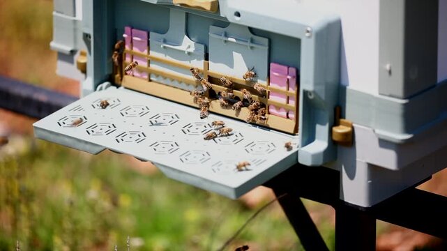 Honey bees start working with the arrival of spring.
