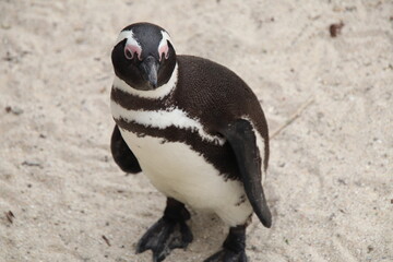 Fototapeta premium Penguin on beach
