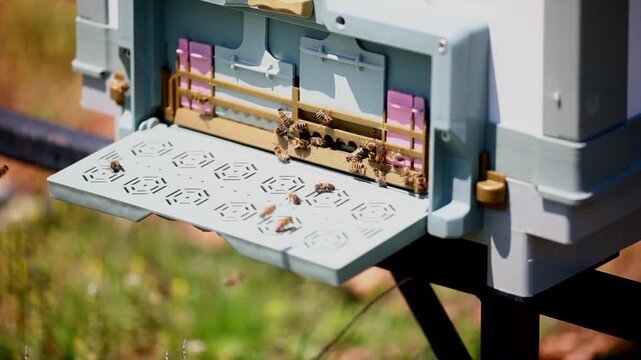 Honey bees start working with the arrival of spring.