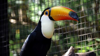 toucan in the park © Shal09