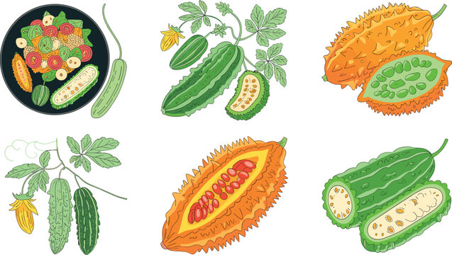 Bitter Melon and Gac Fruit Collection with Whole and Cut Cucurbit Vegetables Seeds and Vines Detailed Botanical Vector Illustration on White Background