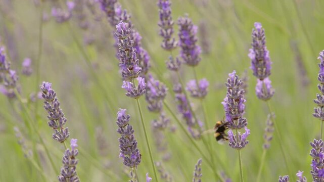 Bumblebee in a lavender field