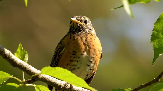 American robin bird perched on a branch of green leaves in natural daylight, observing its surroundings