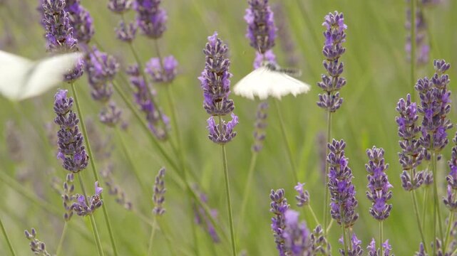 Butterfly and bumblebee in a lavender field