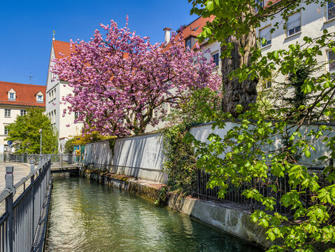 Bl&uuml;hende Magnolie an der Klosterkirche St. Ursula, am Schwallech, Lechviertel, Augsburg, Schwaben, Bayern, Deutschland