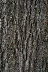 Obraz premium Tree bark texture with deep grooves