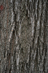 Obraz premium Tree bark texture with deep grooves