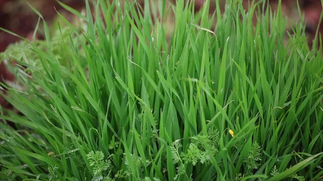 The first grasses to grow in spring under heavy rain.