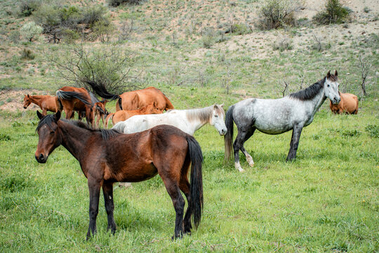 two horses on a meadow