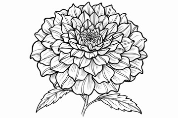 Fototapeta premium coloring page line art the marigold flower black vector