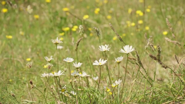 Close up of an oxeye daisy in a vibrant wildflower meadow. Shallow depth of field with bokeh background, bright afternoon sun, and saturated colors of yellow hawkweed and green grasses.