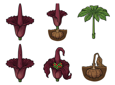 Amorphophallus Titanum Flower Anatomy Illustrations.