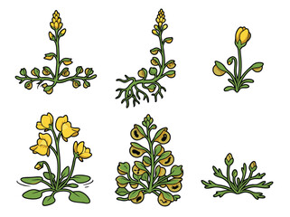 Arabidopsis thaliana plant illustrations. © Zetaa