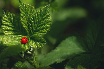A ladybug wandering on a sunlit leaves © Enjoy_Travel