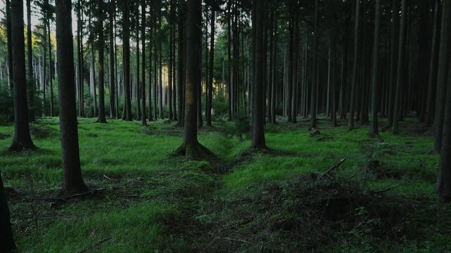 A beautiful cool-green forest in a darker setting 