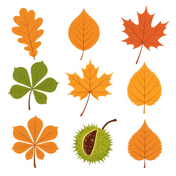 Autumn leaves collection with maple oak and chestnut illustrations