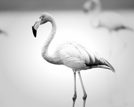 Elegant Andean flamingo standing in a serene monochrome landscape