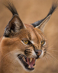 Close-up of a fierce caracal cat snarling and showing teeth © Guido