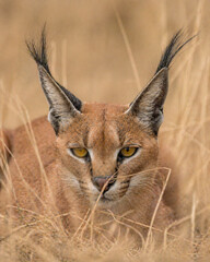 Portrait of a caracal cat resting in dry tall grass © Guido