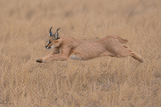 Action shot of a caracal cat leaping through a field