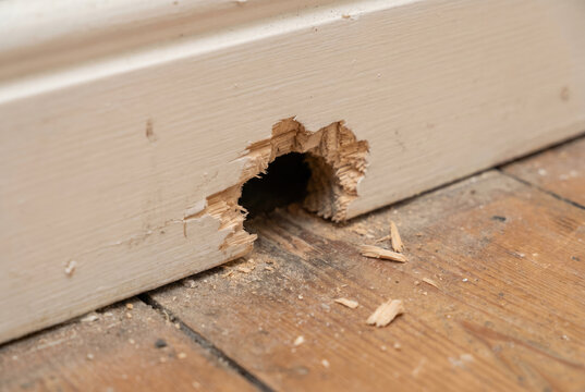 Rat hole gnawed through baseboard, evidence of entry point, rodent access, domestic rat infestation concept